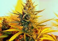 Columbian Gold