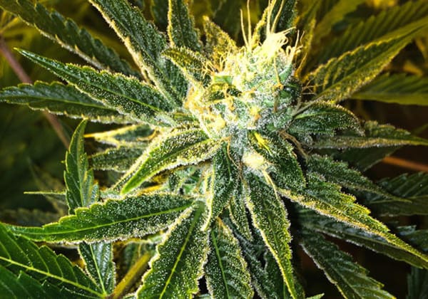 Tangie