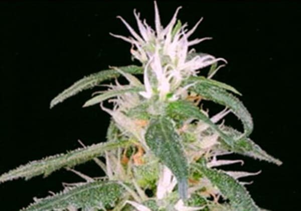 Arjans Ultra Haze