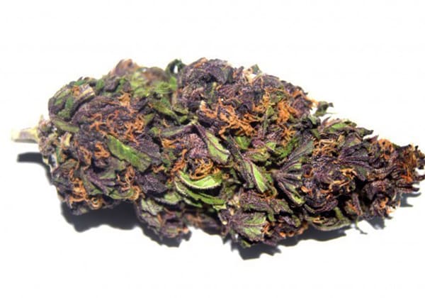 Purple Haze