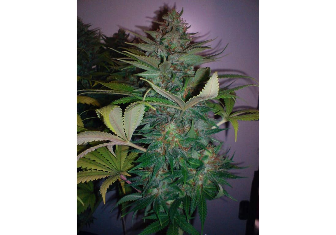 Strawberry Cough
