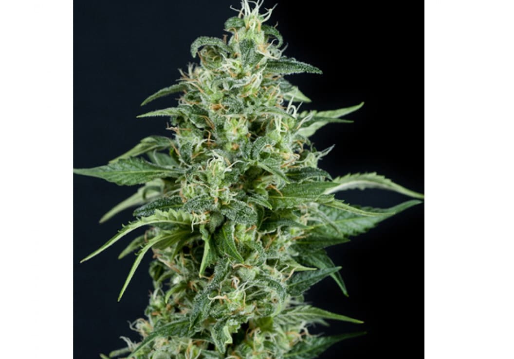 Kryptonite (Pyramid Seeds)