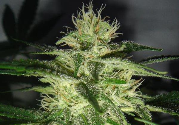Skunk #1