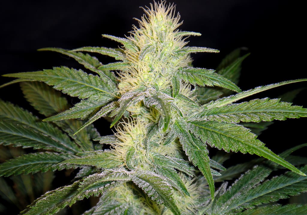 Mexican Sativa