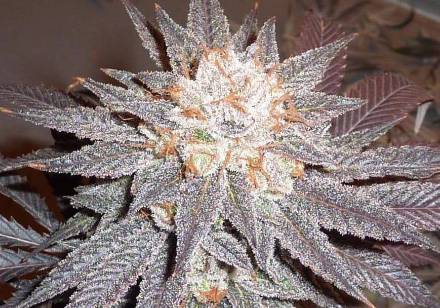 White Urkle