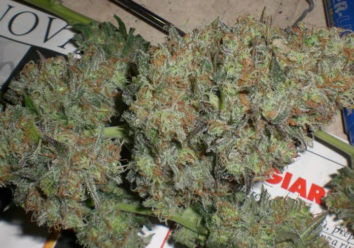 Chocolope