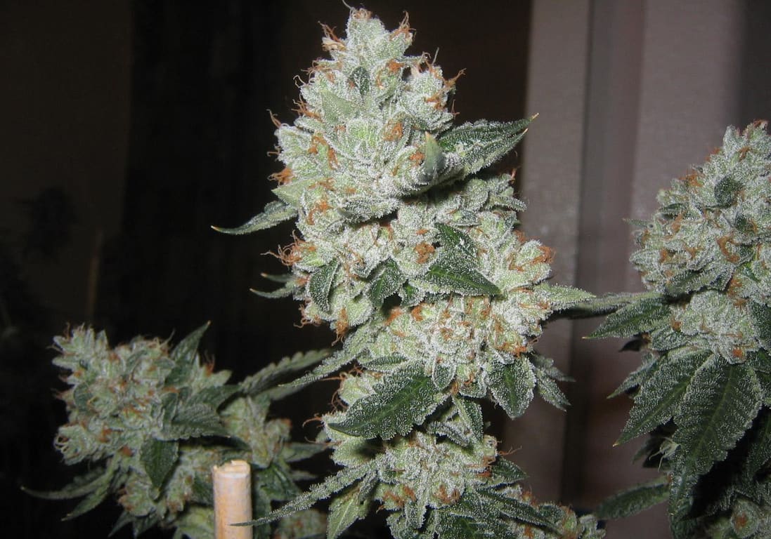 OG Kush