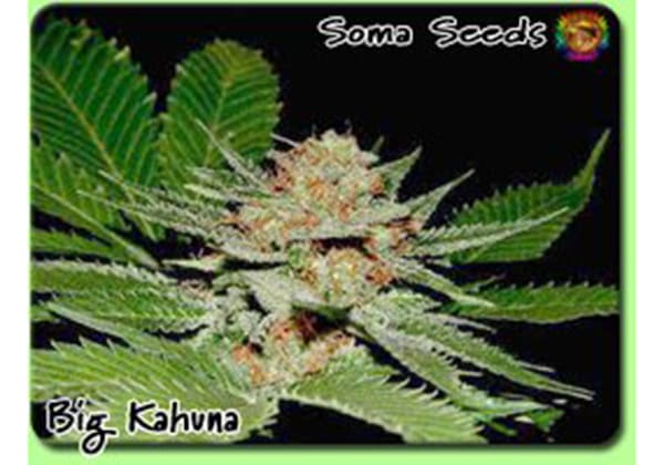 The Big Kahuna