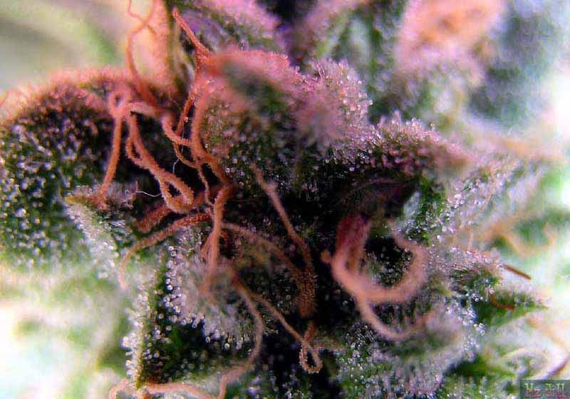 Sweet Tooth