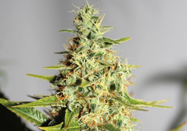 Acapulco Gold