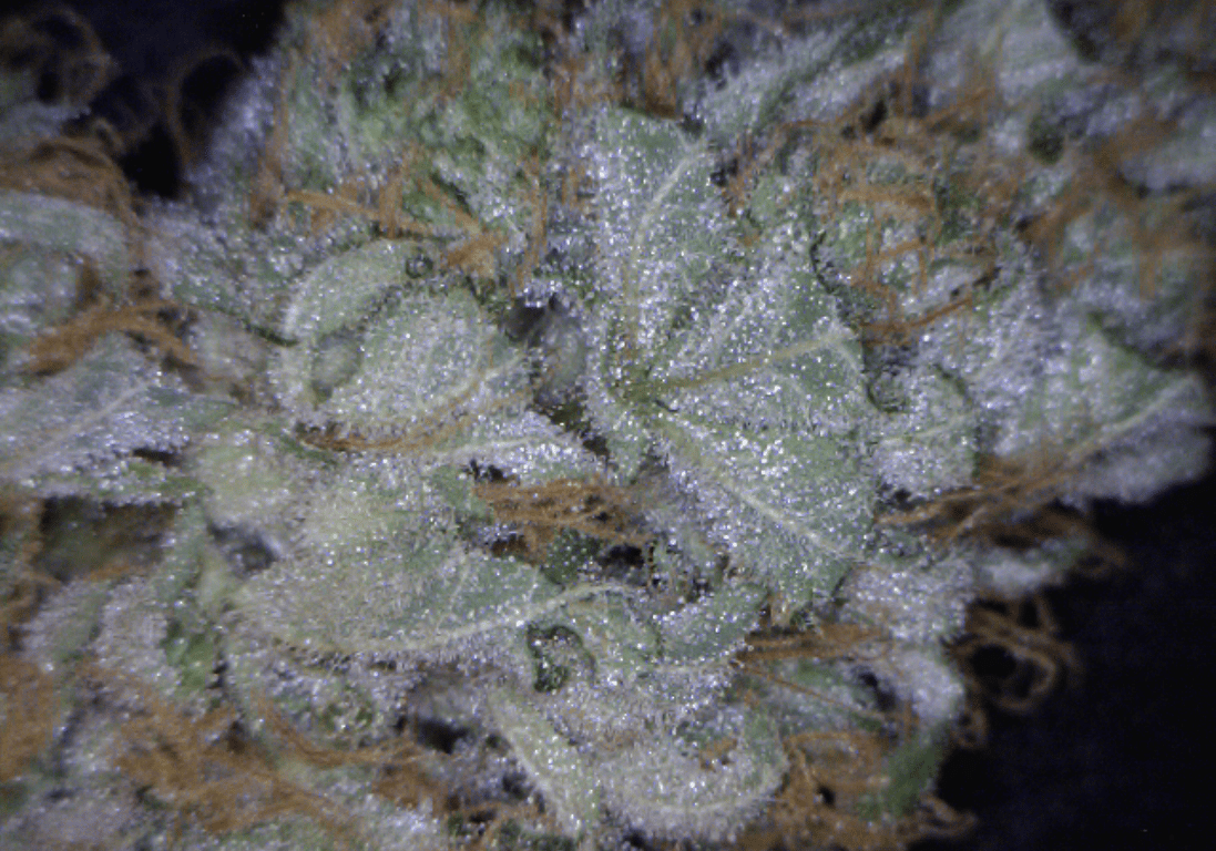 Shiatsu Kush