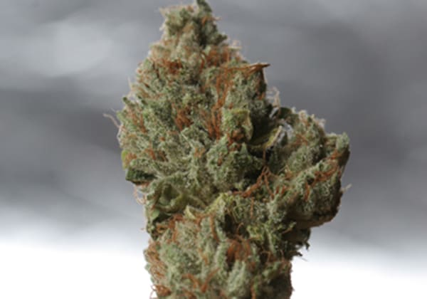 Cold Creek Kush