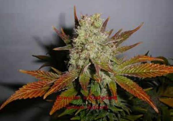 BC Hash Plant