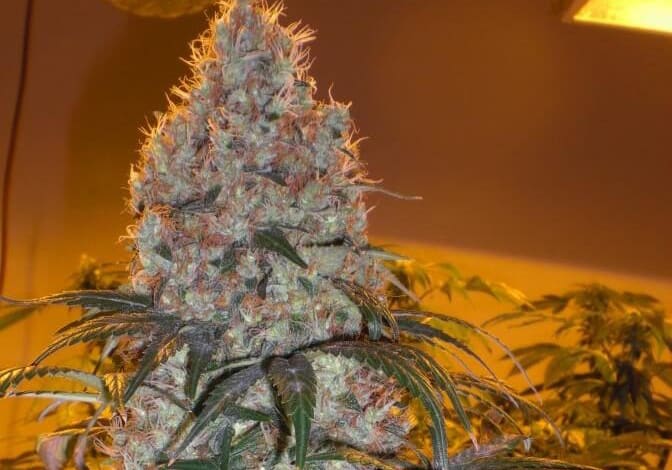 Violator Kush