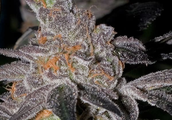 Animal Cookies