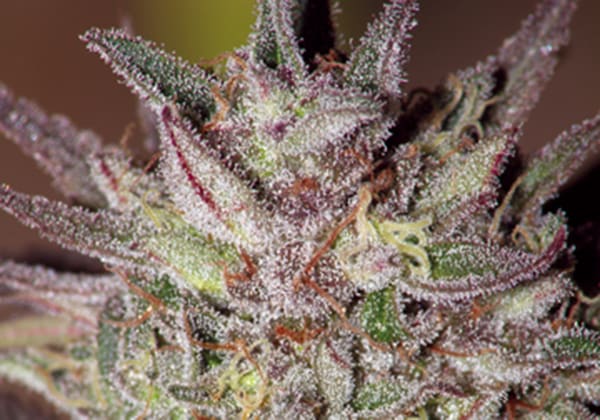 CBD Critical Cure