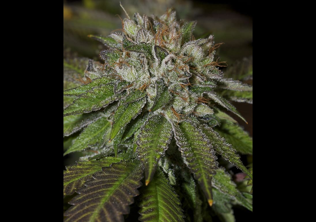 Bubba Kush