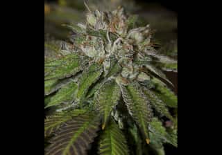 Bubba Kush