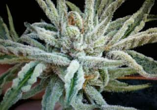 Buddha Tahoe OG