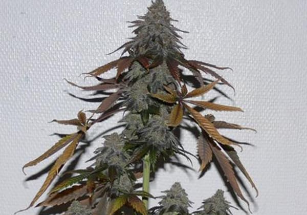 Herijuana