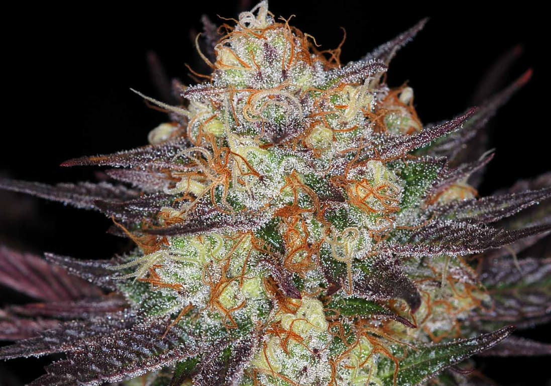 Querkle