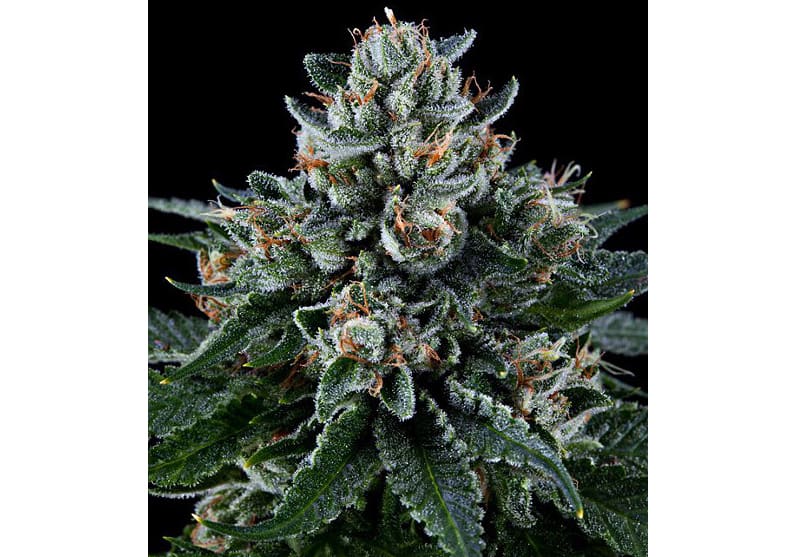 Ken’s Kush