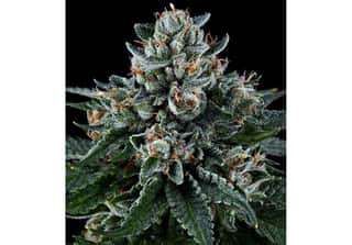 Ken’s Kush
