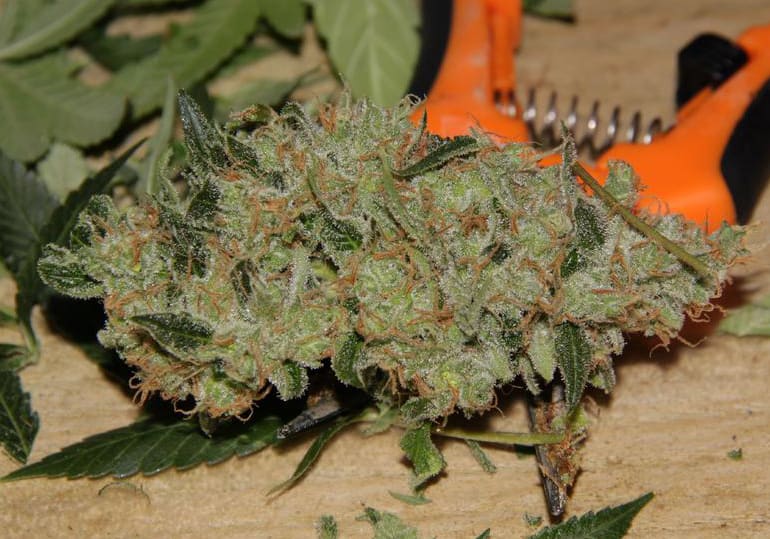 Jack the Ripper