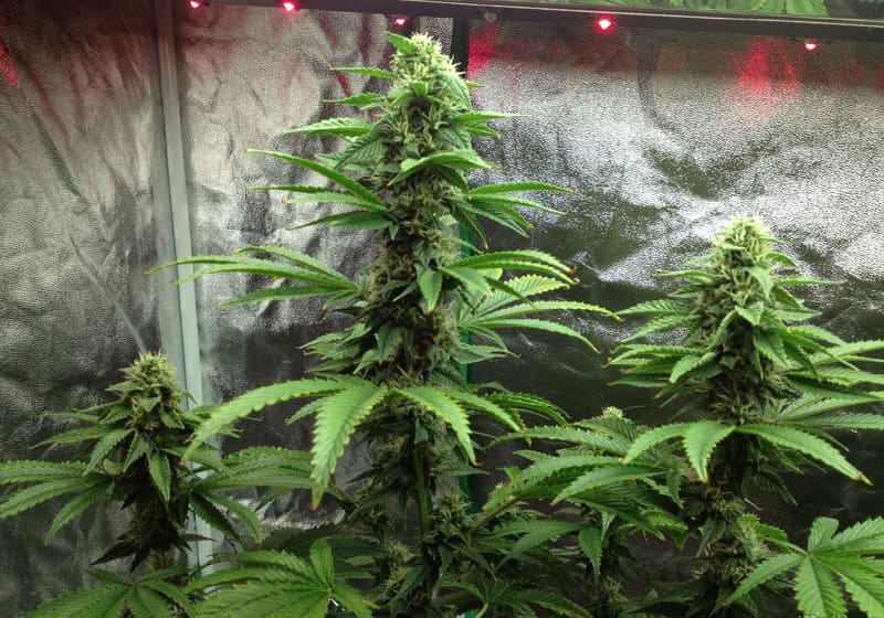 Skywalker OG