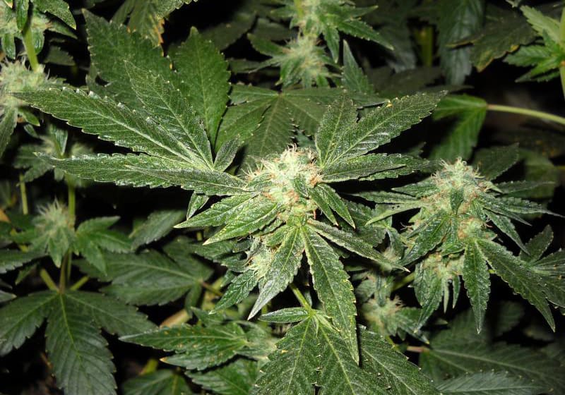 Skywalker OG