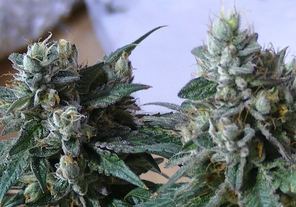 West Coast Sour Diesel