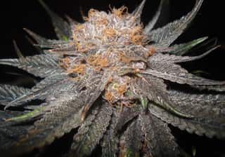 Granddaddy Purple