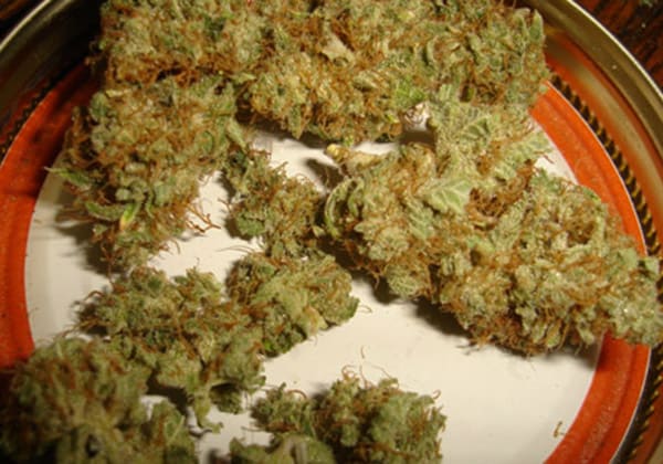 Orange Kush