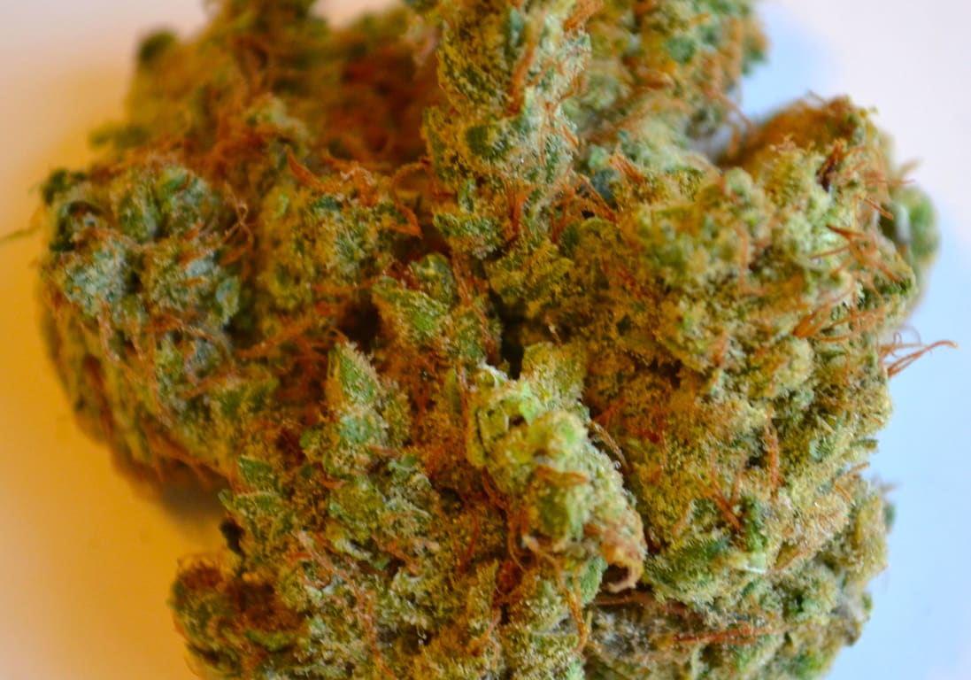 Dutch Treat