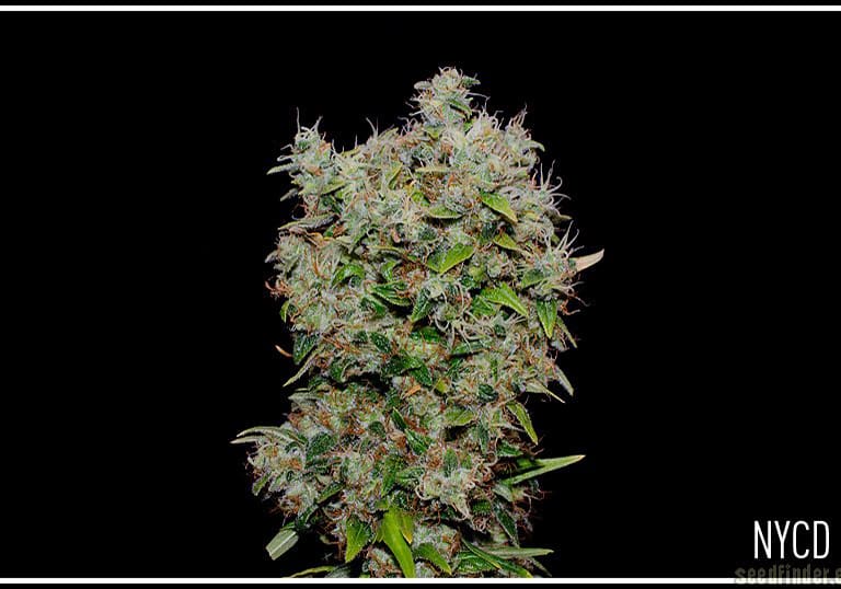 New York City Diesel
