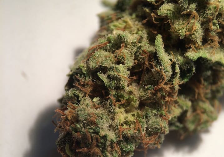 Blueberry Skunk