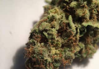Blueberry Skunk