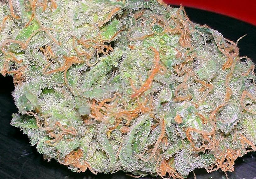 Bubble Gum - TH Seeds
