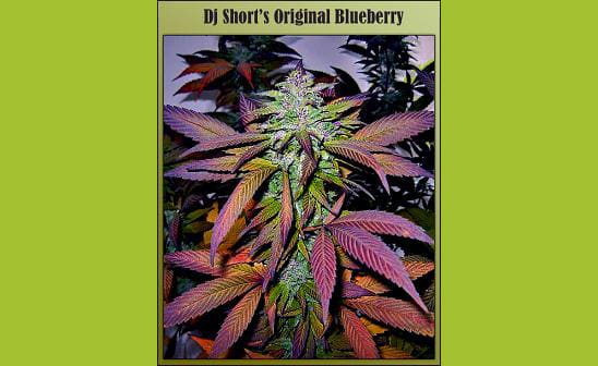 Blueberry