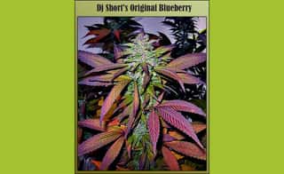 Blueberry