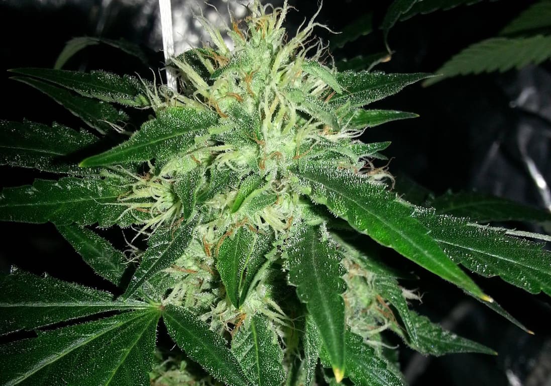 Larry OG Kush
