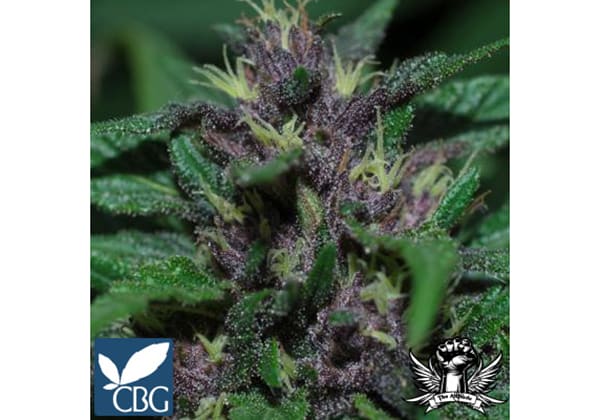 Pakistan Chitral Kush