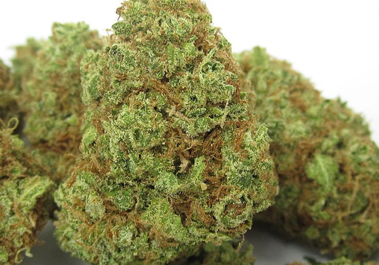 Amnesia Lemon