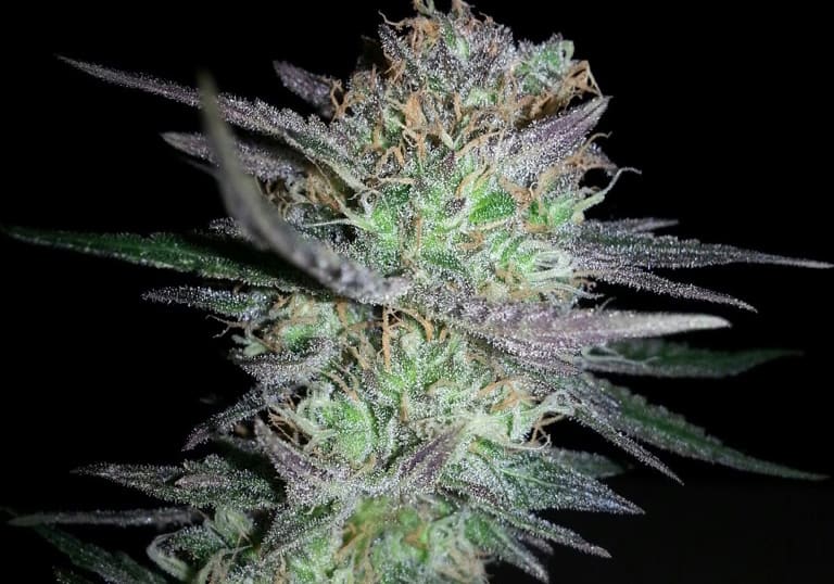 Girl Scout Cookies