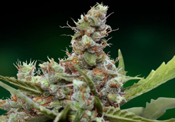 CBD Blue Shark