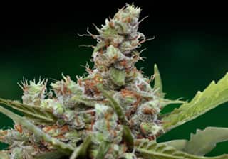 CBD Blue Shark