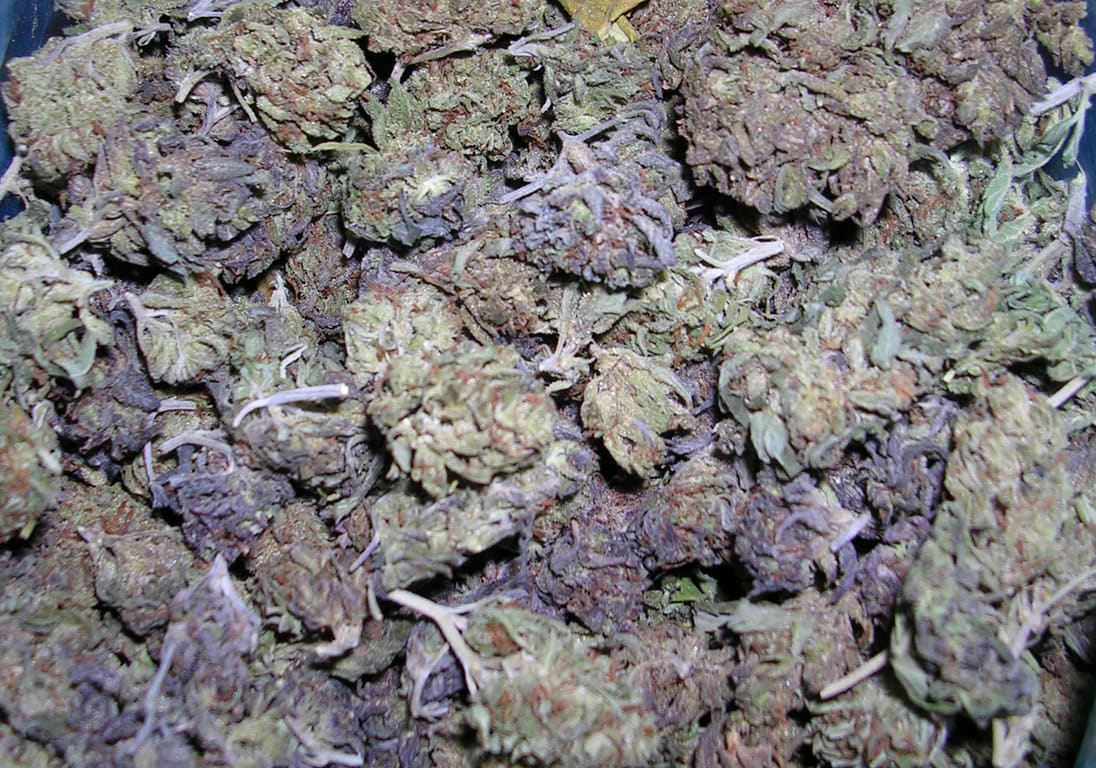 Purps