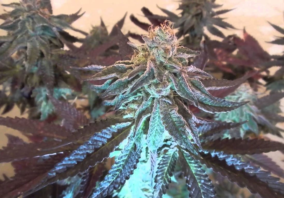 Candyland