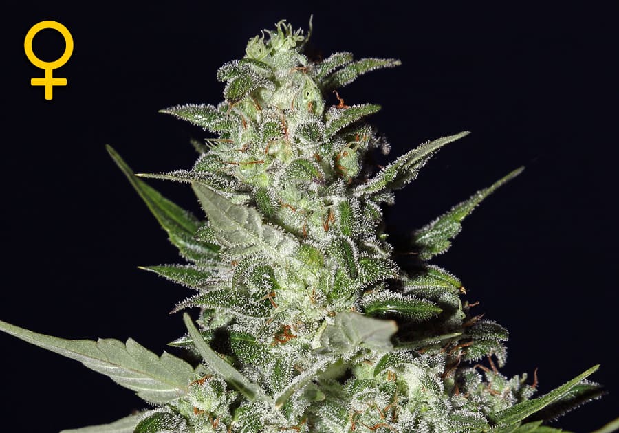 Super Critical