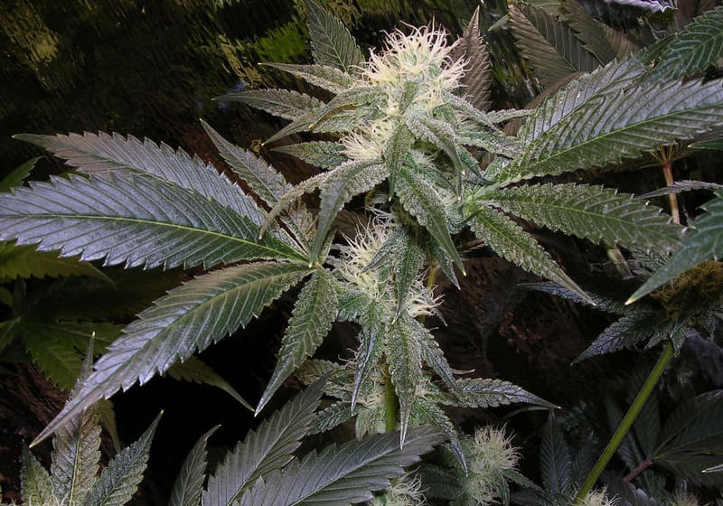 San Fernando Valley OG Kush
